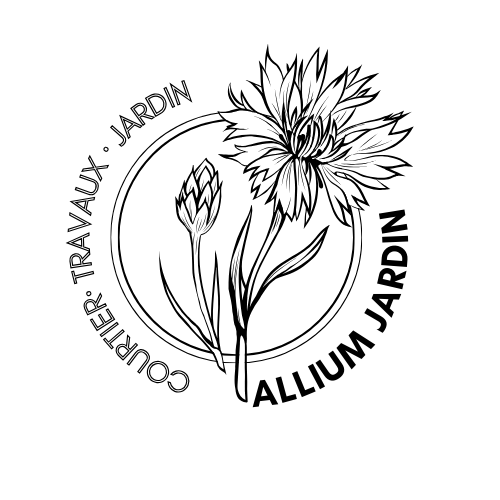 Allium